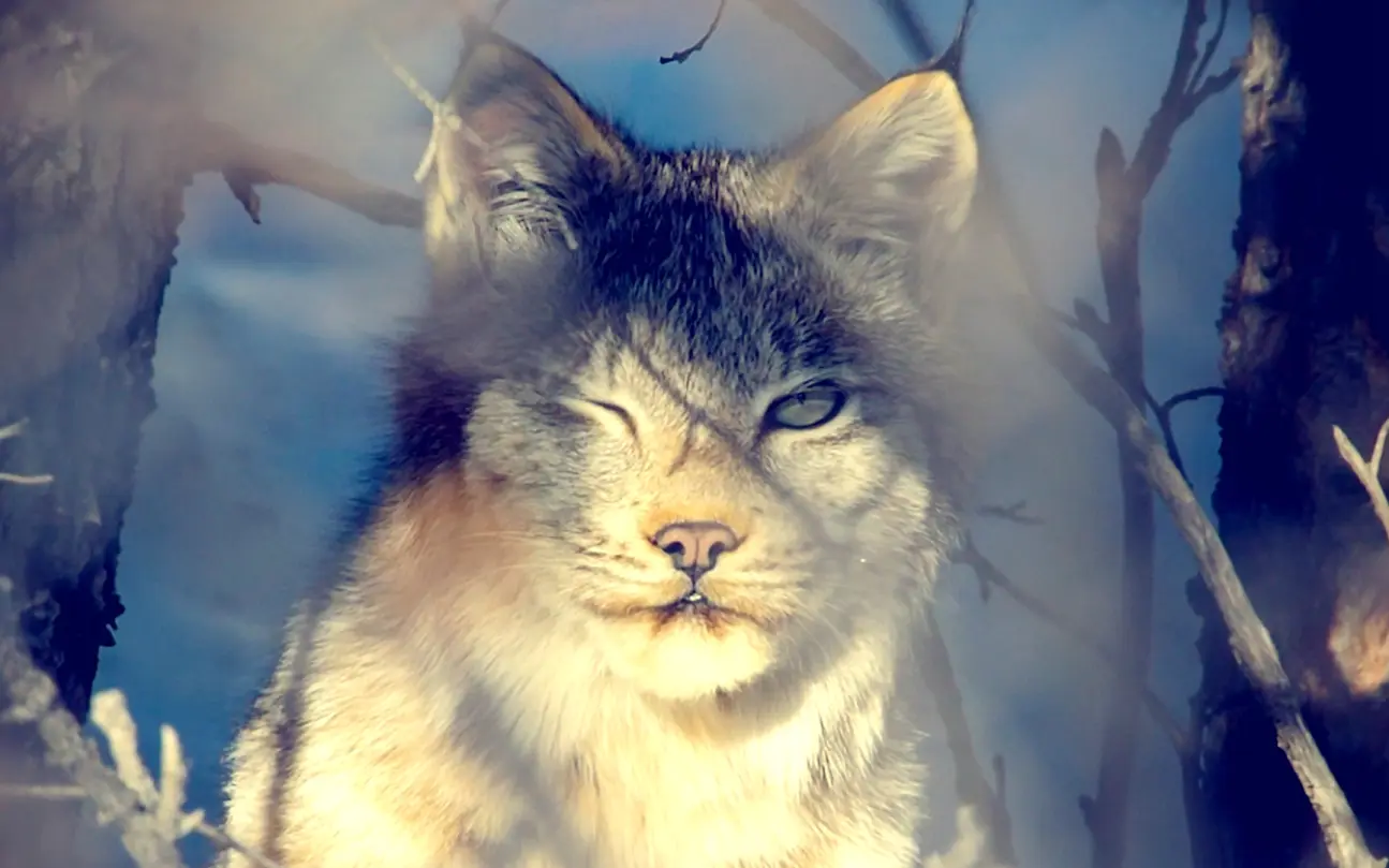 BIM模型渲染算法及实现